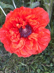 Papaver orientale