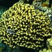 Knob Coral - Photo (c) Rino, some rights reserved (CC BY-NC), uploaded by Rino