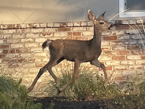 Columbian Black-tailed Deer observed by bayareawalker