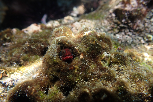 Clubhead barnacle blenny (Acanthemblemaria balanorum) — Chaenopsidae — 3