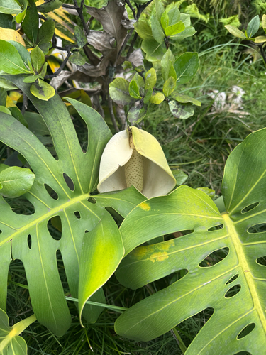 Philodendron observed 2026-08-11