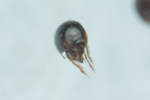 Trichoribates striatus