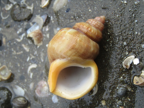 Pelicaria vermis (Martyn, 1784)