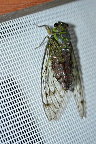 Trombonia dolosa
