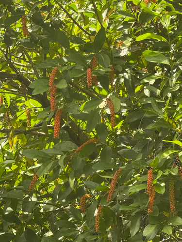 Citharexylum caudatum observed 2026-08-12