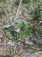 Sempervivum heuffelii