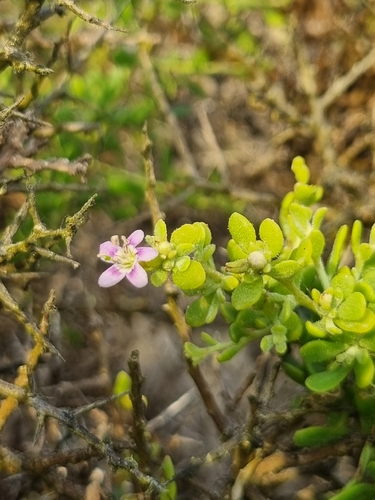 Lycium brevipes, photograph 2