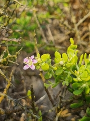 Lycium brevipes, photograph (c) Marc Fradera-Soler, some rights reserved (CC BY)