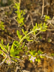 Lycium brevipes, photograph (c) Marc Fradera-Soler, some rights reserved (CC BY)