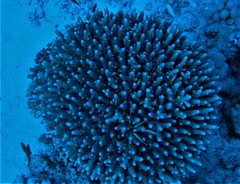 Acropora humilis