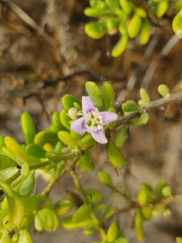 Lycium brevipes, photograph 4