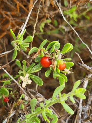 Lycium brevipes, photograph 5