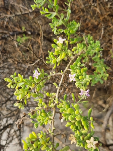 Lycium brevipes, photograph 6