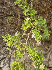 Lycium brevipes, photograph (c) Marc Fradera-Soler, some rights reserved (CC BY)