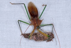 Ploeogaster