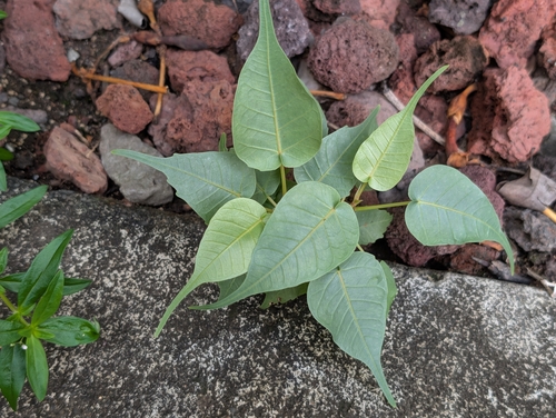Ficus religiosa, 2026-08-12