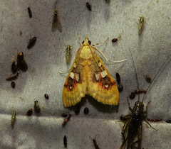 Sameodes pictalis