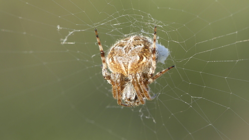 Gorse Orbweaver