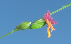Panicum deustum