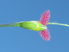 Panicum deustum