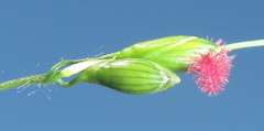 Panicum deustum
