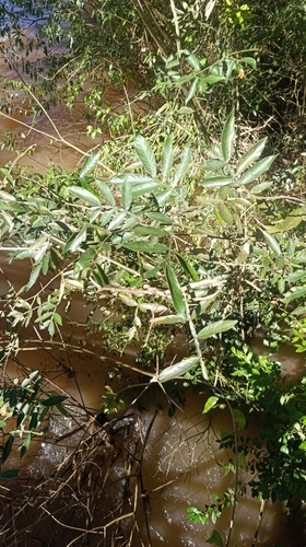 Inga uraguensis, 2026-07-13