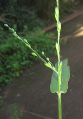Panicum deustum
