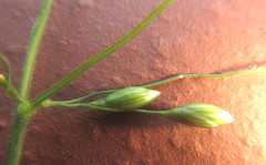 Panicum deustum