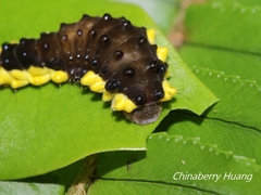 Gynautocera rubriscutellata