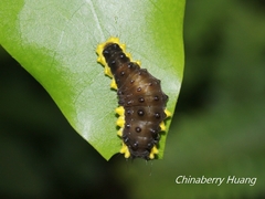 Gynautocera rubriscutellata