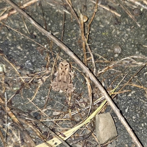 American Toad observed by alisonforde