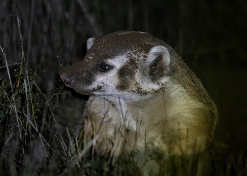 American Badger observed by alejohand