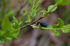 Acantholyda erythrocephala