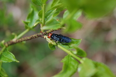 Acantholyda erythrocephala