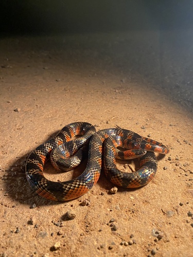 Amazon False Coral Snake