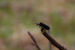 Acantholyda erythrocephala