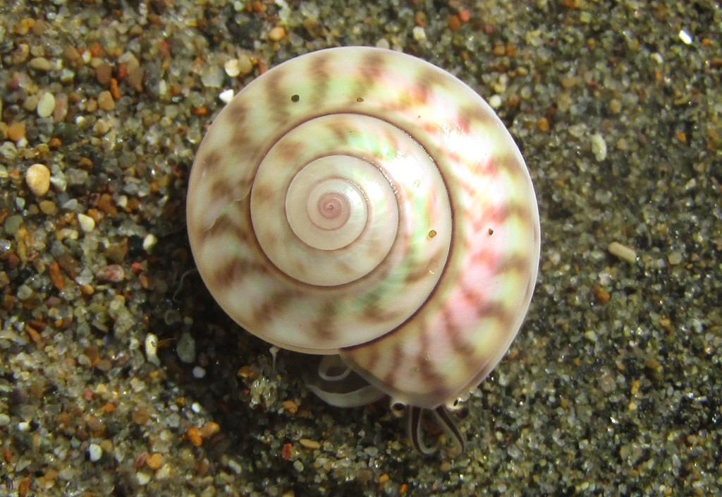 Top Snails