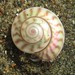 Top Snails - Photo (c) Saryu Mae, some rights reserved (CC BY), uploaded by Saryu Mae