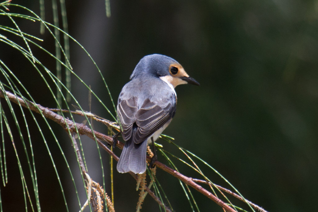 Palau Flycatcher photo