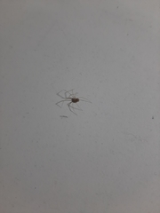 Spermophora senoculata