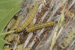 Archips rileyana