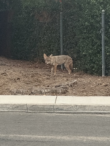 Coyote observed by sagevinje