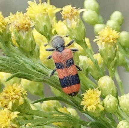 Trichodes simulator