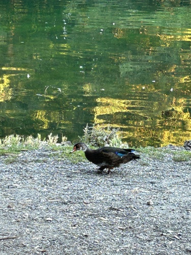 Wood Duck observed by bumbug19