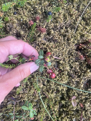 Lingonberry