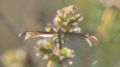 Stenoptilia