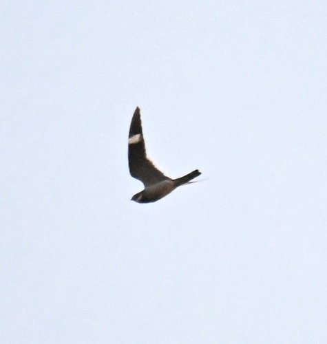 Common Nighthawk observed by toastysn