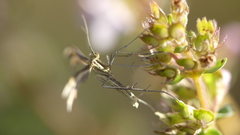 Stenoptilia