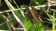 Omocestus