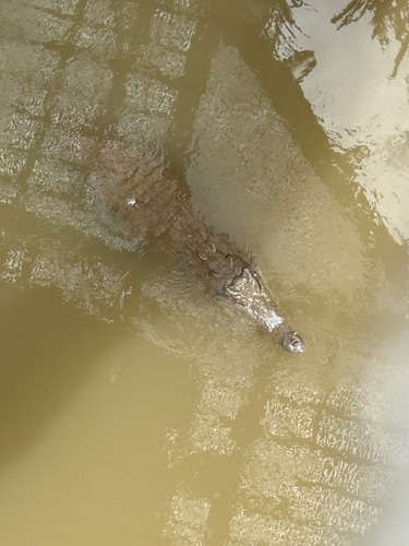 American Crocodile